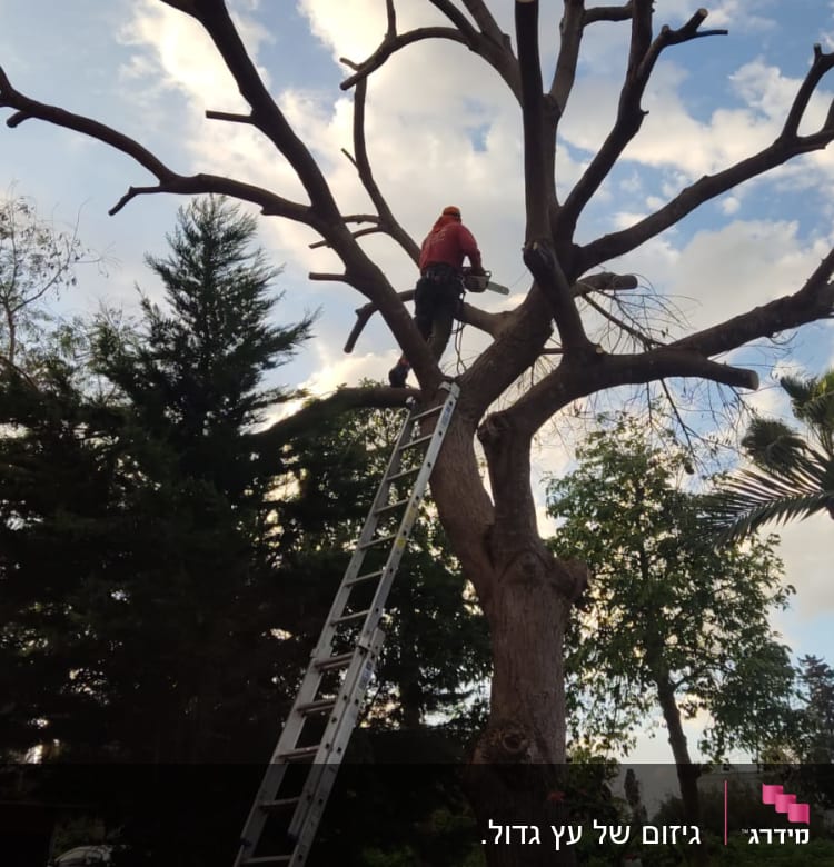 אדם על סולם גוזם עץ עם מסור חשמלי